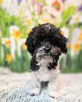 Milo, a male Maltese and Poodle - Toy  for sale in Penrose, CO – 5 of 10