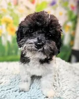 Milo, a male Maltese and Poodle - Toy  for sale in Penrose, CO – 9 of 10