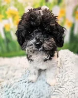 Milo, a male Maltese and Poodle - Toy  for sale in Penrose, CO – 7 of 10