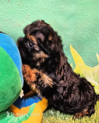 Frannie – Yorkipoo puppy for sale in Penrose, CO