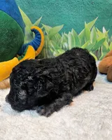Paisleigh, a female Poodle - Toy  for sale in Penrose, CO – 7 of 10