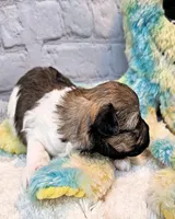 Lil Peanut, a male Maltese and Poodle - Toy  for sale in Penrose, CO – 3 of 10