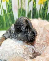 Oliver, a male Maltese and Morkie for sale in Penrose, CO – 5 of 10