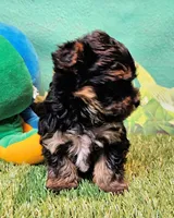 Felix, a male Yorkipoo and Yorkshire Terrier for sale in Penrose, CO – 8 of 10