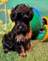 Yorkiepoo pup, a male Yorkipoo and Yorkshire Terrier for sale in Penrose, CO – 10 of 10