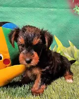 Farley, a male Yorkshire Terrier for sale in Penrose, CO – 2 of 10