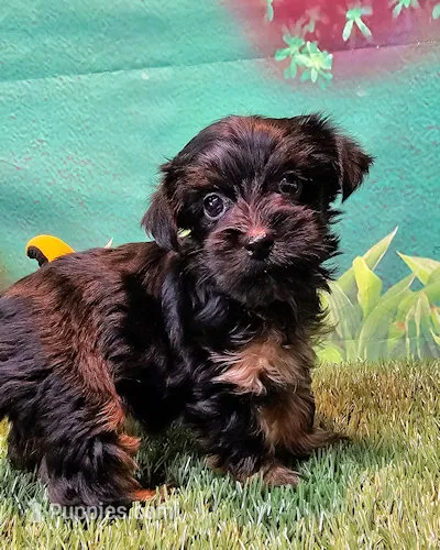 Farrah – Yorkshire Terrier, Poodle - Toy  puppy for sale in Penrose, CO