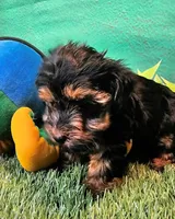 Jefferson, a male Yorkshire Terrier and Morkie for sale in Penrose, CO – 9 of 10