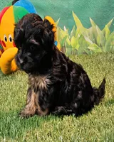 Yorkipoo baby!, a female Yorkshire Terrier and Poodle - Toy  for sale in Penrose, CO – 4 of 10