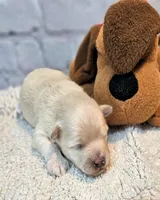 Parker, a male Maltese and Poodle - Toy  for sale in Penrose, CO – Photo 1 of 5