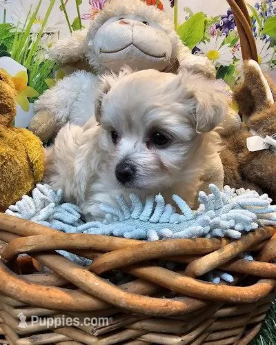 Parker – Maltese, Poodle - Toy  puppy for sale in Penrose, CO
