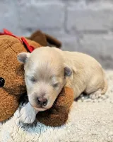 Parker, a male Maltese and Poodle - Toy  for sale in Penrose, CO – Photo 2 of 5