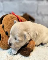 Parker, a male Maltese and Poodle - Toy  for sale in Penrose, CO – Photo 3 of 5