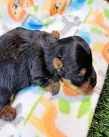 Felisha, a female Yorkshire Terrier for sale in Penrose, CO – 2 of 8