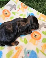 Flora, a female Yorkshire Terrier and Poodle - Toy  for sale in Penrose, CO – 7 of 10