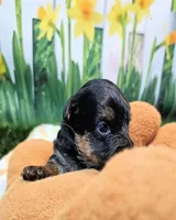 Felix, a male Yorkipoo and Yorkshire Terrier for sale in Penrose, CO – 2 of 10