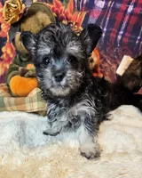 Orielle, a female Maltese and Morkie for sale in Penrose, CO – 4 of 6