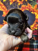 Yorkiepoo pup, a male Yorkipoo and Yorkshire Terrier for sale in Penrose, CO – 9 of 10