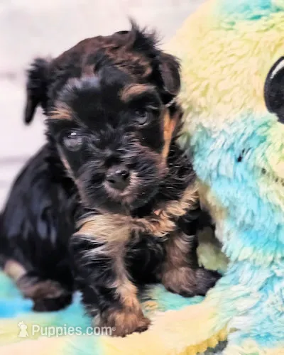 Yorkiepoo pup – Yorkipoo, Yorkshire Terrier puppy for sale in Penrose, CO