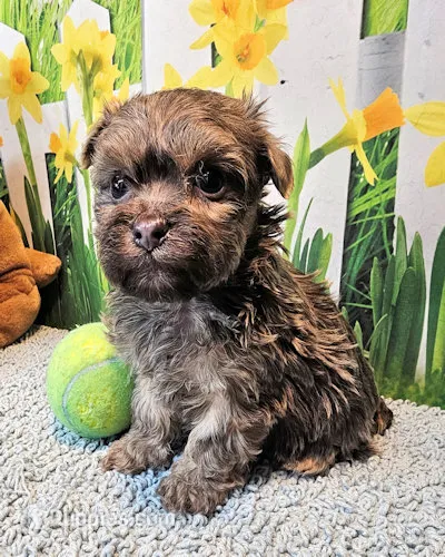 Oliver – Maltese, Morkie puppy for sale in Penrose, CO