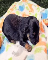Jefferson, a male Yorkshire Terrier and Morkie for sale in Penrose, CO – 5 of 8