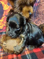 Yorkiepoo pup, a male Yorkipoo and Yorkshire Terrier for sale in Penrose, CO – 6 of 10