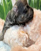 Oliver, a male Maltese and Morkie for sale in Penrose, CO – 4 of 10