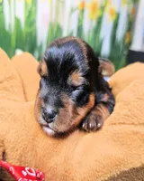 Fraiser, a male Yorkshire Terrier for sale in Penrose, CO – 2 of 7