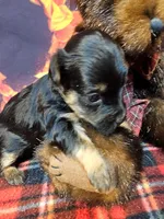 Yorkipoo baby!, a female Yorkshire Terrier and Poodle - Toy  for sale in Penrose, CO – 3 of 10