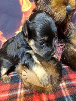 Fern, a female Yorkipoo and Yorkshire Terrier for sale in Penrose, CO – Photo 9 of 10