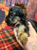 Fern, a female Yorkipoo and Yorkshire Terrier for sale in Penrose, CO – Photo 10 of 10