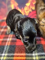 Fern, a female Yorkipoo and Yorkshire Terrier for sale in Penrose, CO – Photo 4 of 10