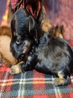 Fern, a female Yorkipoo and Yorkshire Terrier for sale in Penrose, CO – Photo 2 of 10