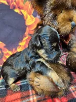 Fern, a female Yorkipoo and Yorkshire Terrier for sale in Penrose, CO – Photo 6 of 10