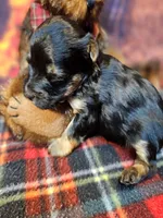 Fern, a female Yorkipoo and Yorkshire Terrier for sale in Penrose, CO – Photo 3 of 10