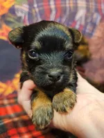 Fern, a female Yorkipoo and Yorkshire Terrier for sale in Penrose, CO – Photo 7 of 10