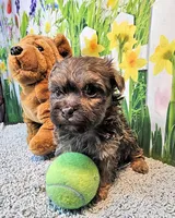 Oliver, a male Maltese and Morkie for sale in Penrose, CO – 6 of 6