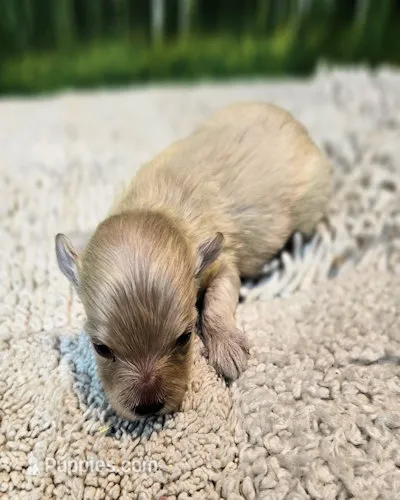 Maltipoo brecken – Maltipoo puppy for sale in Penrose, CO