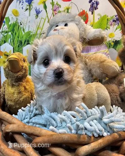 Patrick – Maltipoo puppy for sale in Penrose, CO