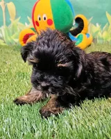 Flora, a female Yorkipoo for sale in Penrose, CO – 7 of 10