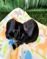 Flora, a female Yorkshire Terrier and Poodle - Toy  for sale in Penrose, CO – 8 of 10