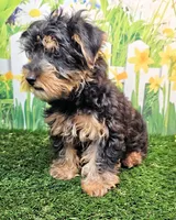 Fraiser, a male Yorkshire Terrier for sale in Penrose, CO – 7 of 8
