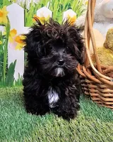 Spencer, a male Maltese and Poodle - Toy  for sale in Penrose, CO – Photo 10 of 10