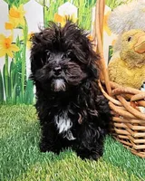 Spencer, a male Maltese and Poodle - Toy  for sale in Penrose, CO – Photo 2 of 10