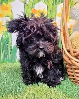 Spencer, a male Maltese and Poodle - Toy  for sale in Penrose, CO – Photo 3 of 10