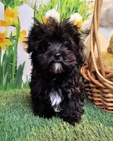 Spencer, a male Maltese and Poodle - Toy  for sale in Penrose, CO – Photo 6 of 10