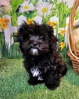 Spencer, a male Maltese and Poodle - Toy  for sale in Penrose, CO – Photo 8 of 10