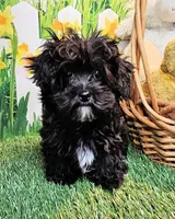 Spencer, a male Maltese and Poodle - Toy  for sale in Penrose, CO – Photo 9 of 10