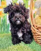 Spencer, a male Maltese and Poodle - Toy  for sale in Penrose, CO – Photo 4 of 10