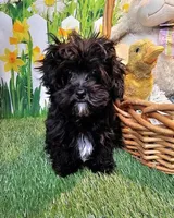 Spencer, a male Maltese and Poodle - Toy  for sale in Penrose, CO – Photo 7 of 10